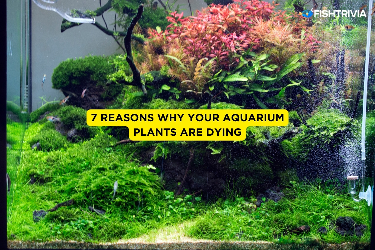 7 Reasons Why Your Aquarium Plants Are Dying Always Check These FishTrivia