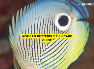 African Butterfly Fish Care