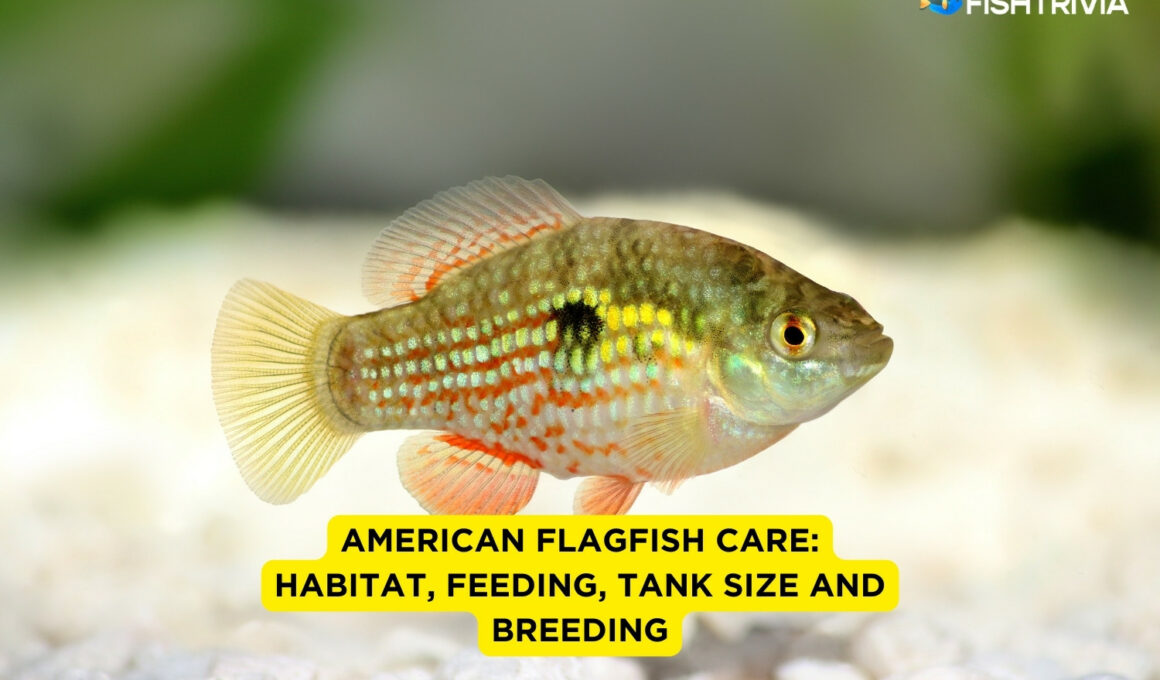 American Flagfish Care Habitat, Feeding, Tank Size and Breeding