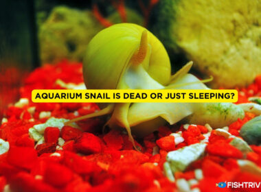 Aquarium Snail is Dead or Just Sleeping
