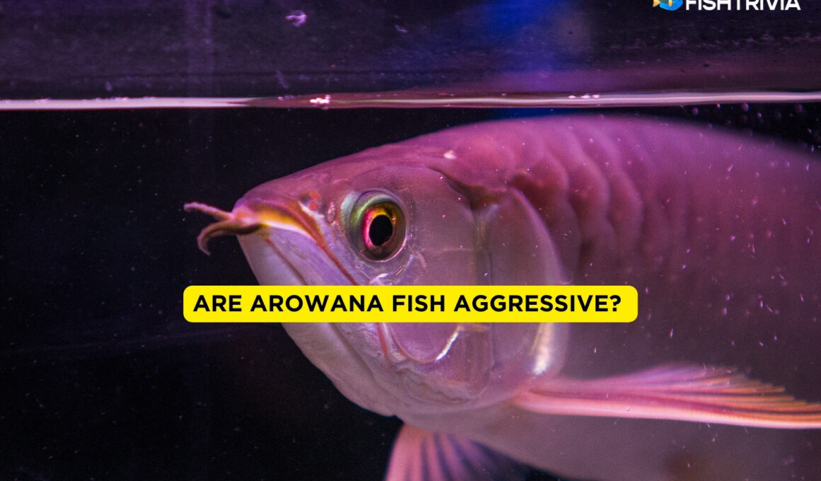 Are Arowana Fish Aggressive