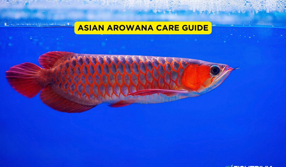 Asian Arowana Care Guide (1)