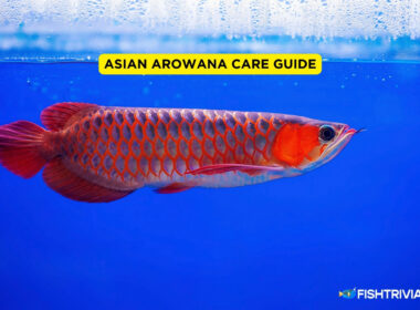 Asian Arowana Care Guide (1)