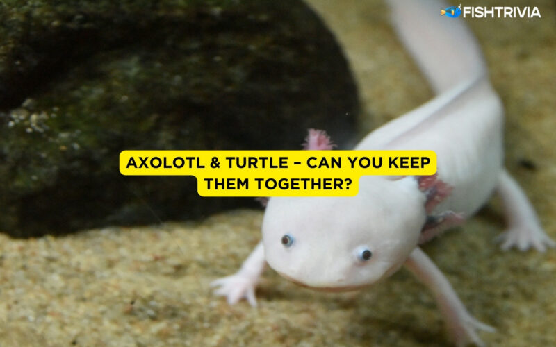 Axolotl & Turtle – Can You Keep Them Together