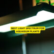 Best Light Spectrum for Aquarium Plants