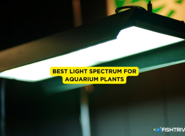 Best Light Spectrum for Aquarium Plants