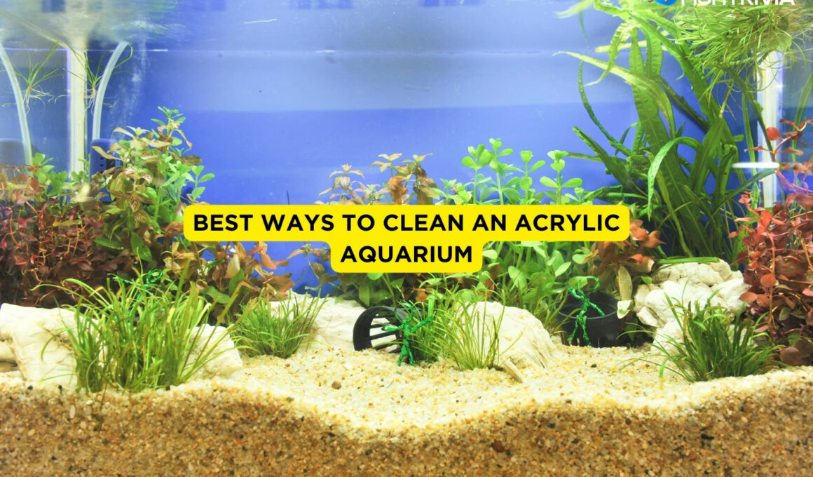 Best Ways to Clean An Acrylic Aquarium