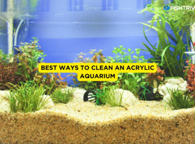 Best Ways to Clean An Acrylic Aquarium