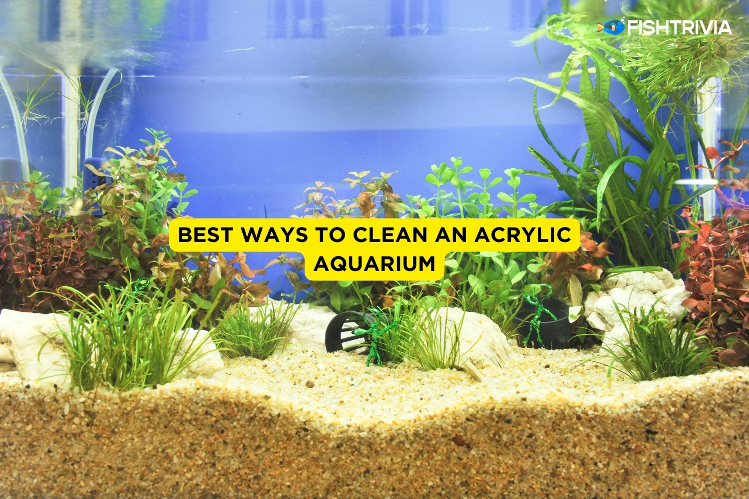 Best Ways To Clean An Acrylic Aquarium Complete Guide FishTrivia
