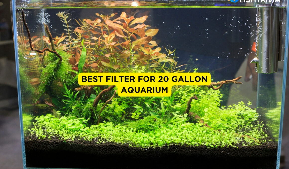 Best filter for 20 gallon aquarium