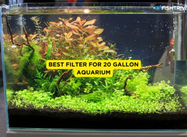 Best filter for 20 gallon aquarium