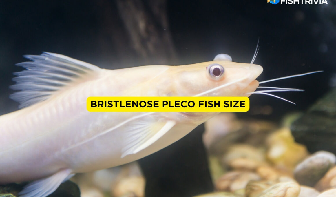 Bristlenose Pleco Fish Size