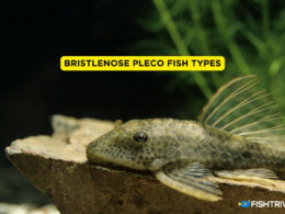 Bristlenose Pleco Fish Types