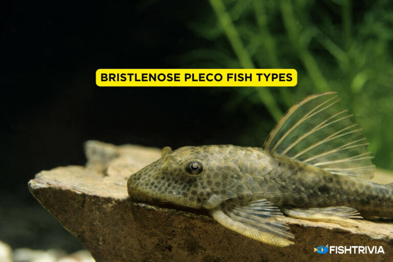 Bristlenose Pleco Fish Types