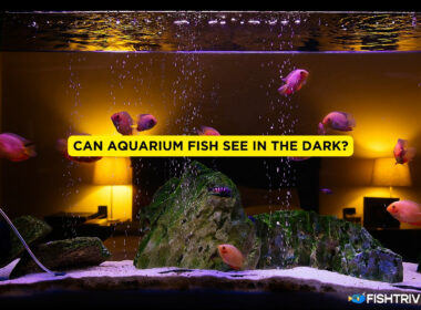 Can Aquarium Fish See in The Dark