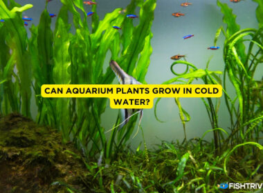 Can Aquarium Plants Grow in Cold Water