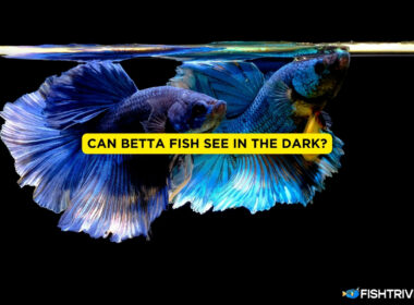 Can Betta Fish See In The Dark