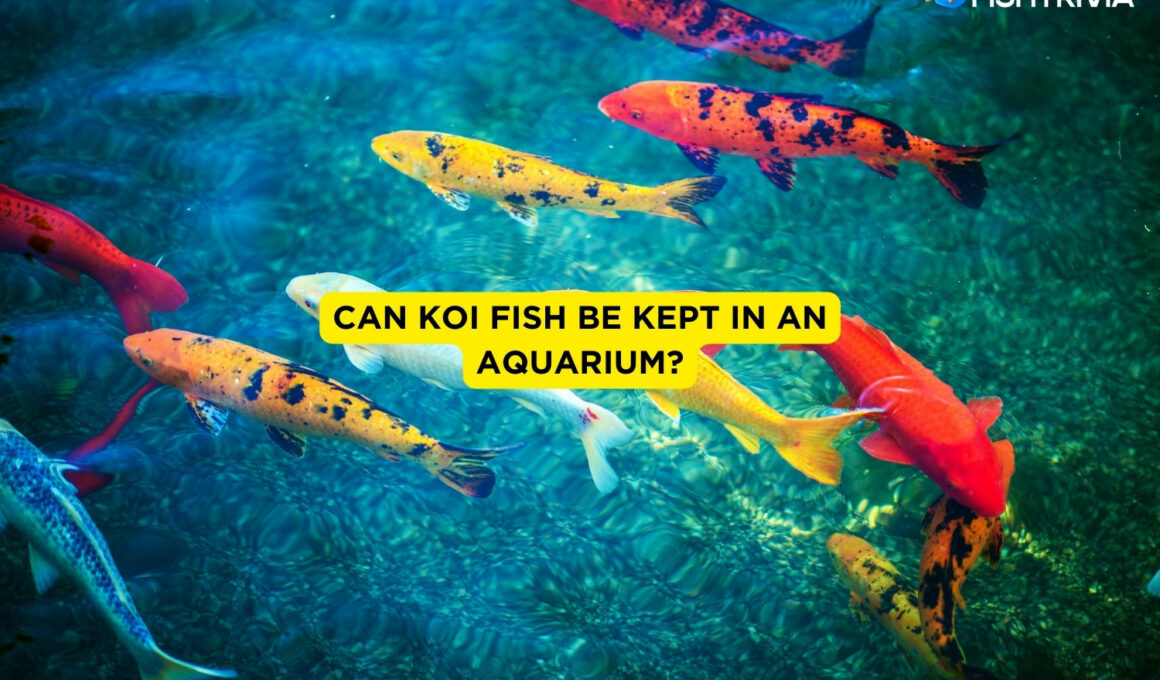 Can Koi Fish Be Kept In An Aquarium