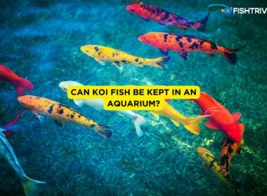Can Koi Fish Be Kept In An Aquarium