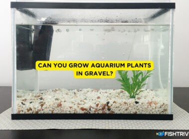Can You Grow Aquarium Plants In Gravel