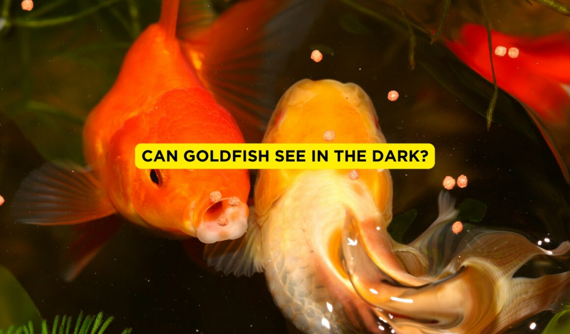 Can goldFish See In The Dark