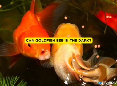 Can goldFish See In The Dark