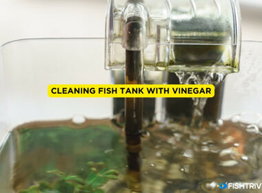 Cleaning Fish Tank With Vinegar