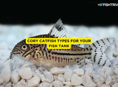Cory Catfish Types for Your Fish Tank