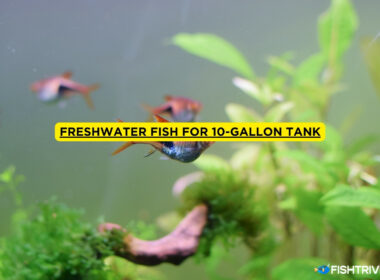 Freshwater Fish for 10-Gallon Tank