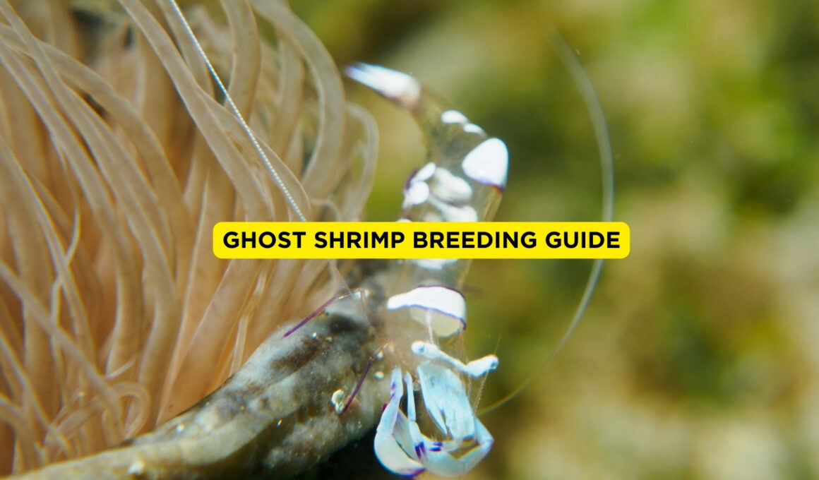 Ghost Shrimp Breeding