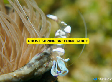 Ghost Shrimp Breeding