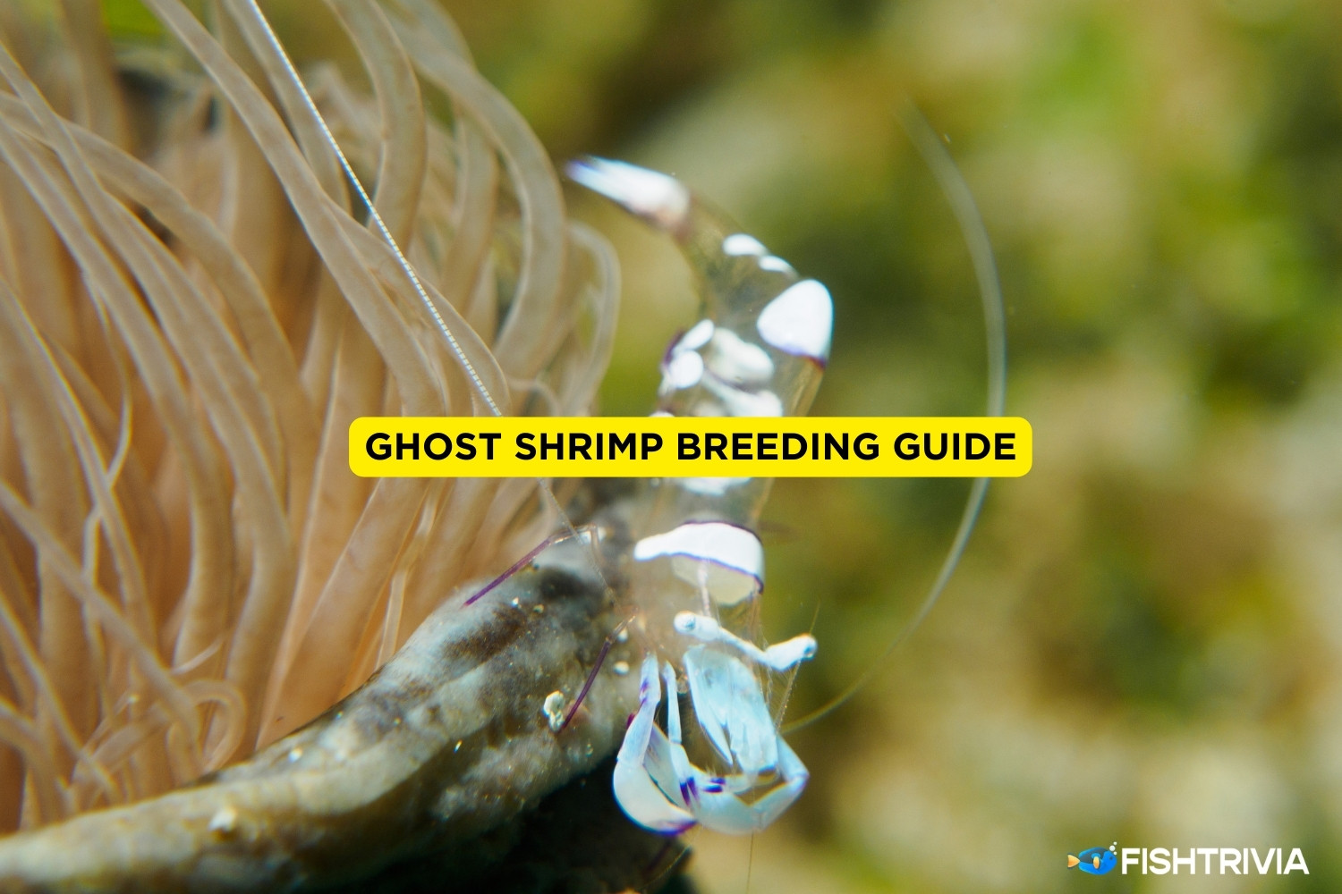 Ghost Shrimp Breeding How To Care For Your Breeding Shrimp