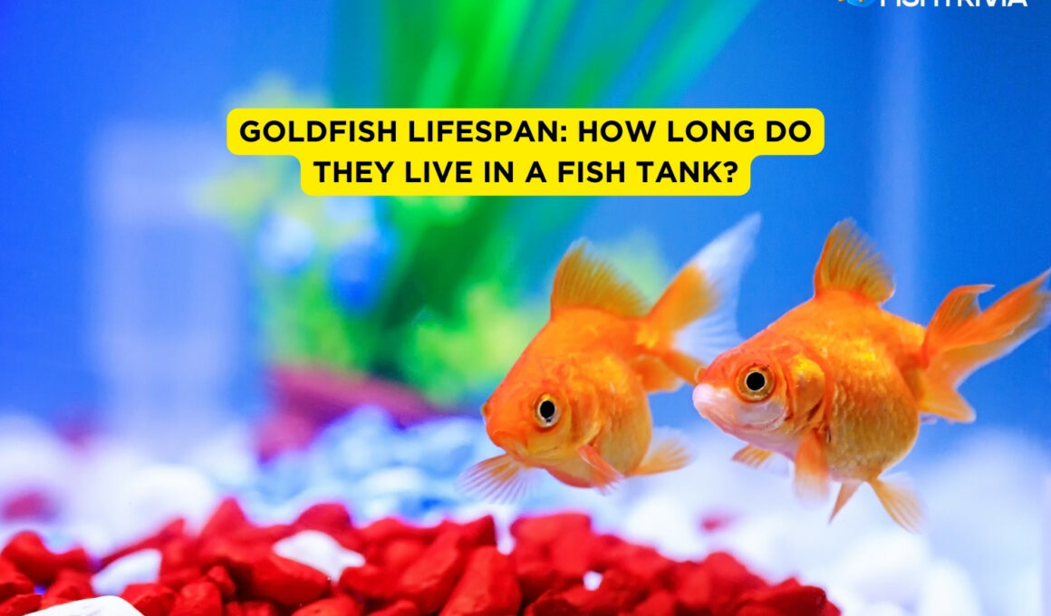 Goldfish Lifespan How Long Do They Live in a Fish Tank