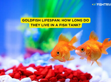 Goldfish Lifespan How Long Do They Live in a Fish Tank