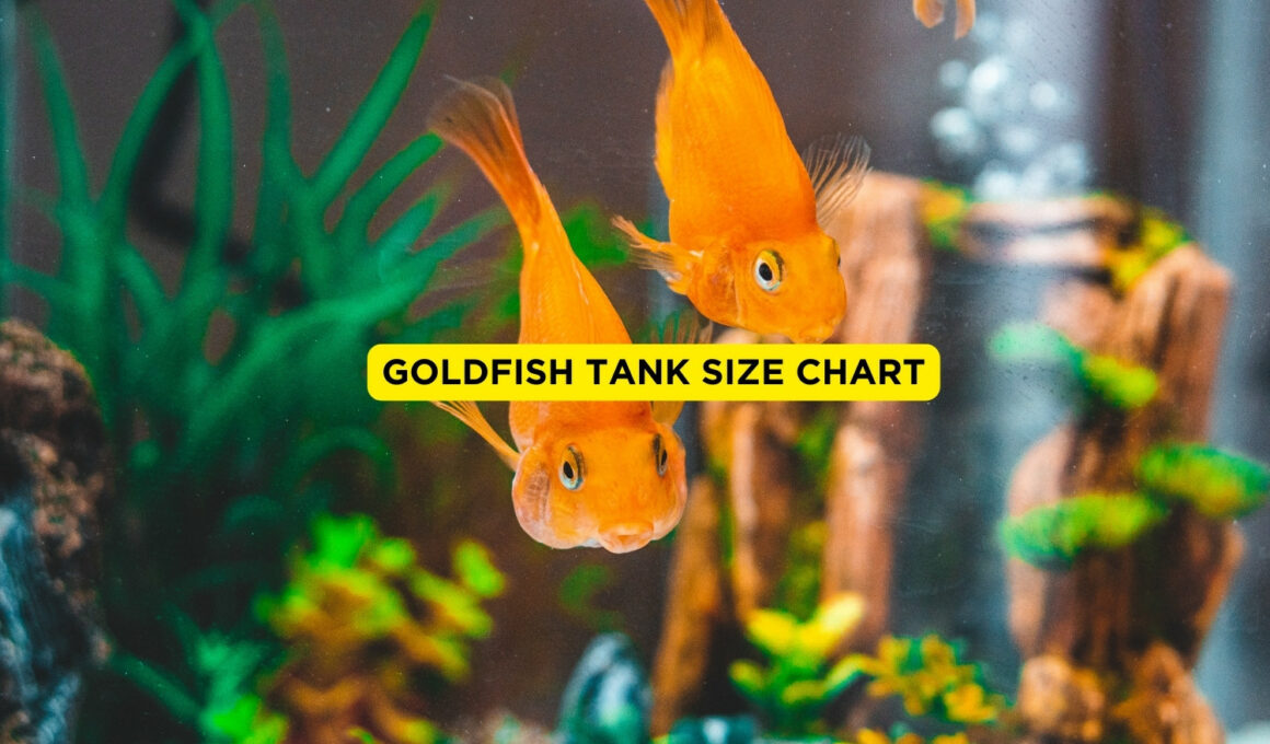Goldfish Tank Size