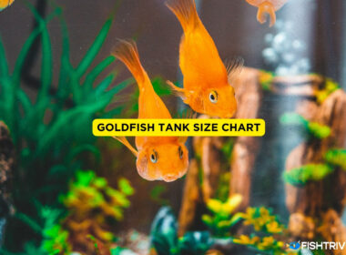 Goldfish Tank Size
