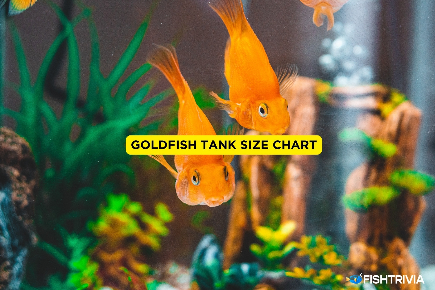 Goldfish Tank Size What's The Ideal Size Of Goldfish Tank?