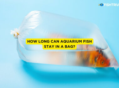 How Long Can Aquarium Fish Stay In A Bag