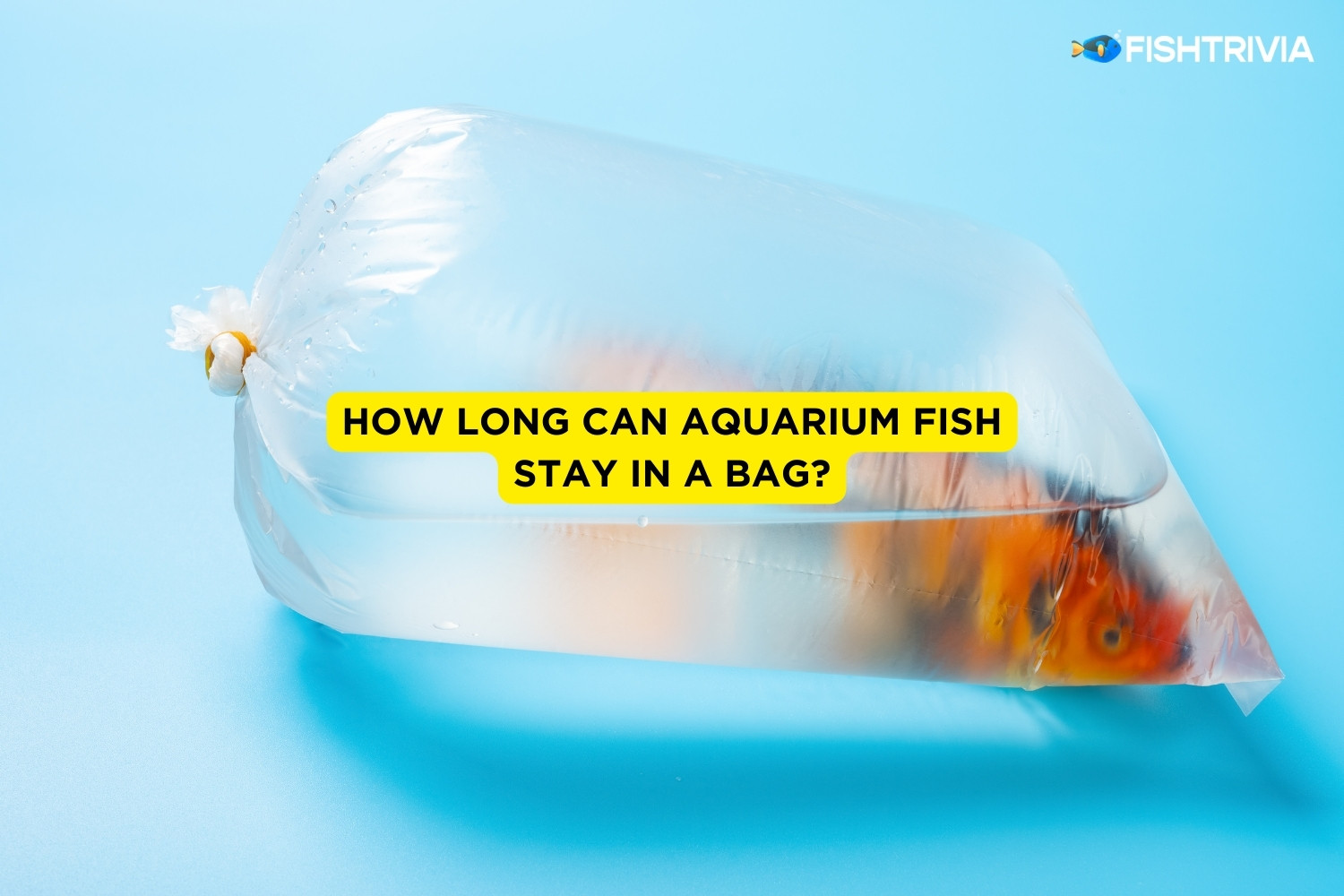 how long should fish stay in bag, SAVE 77