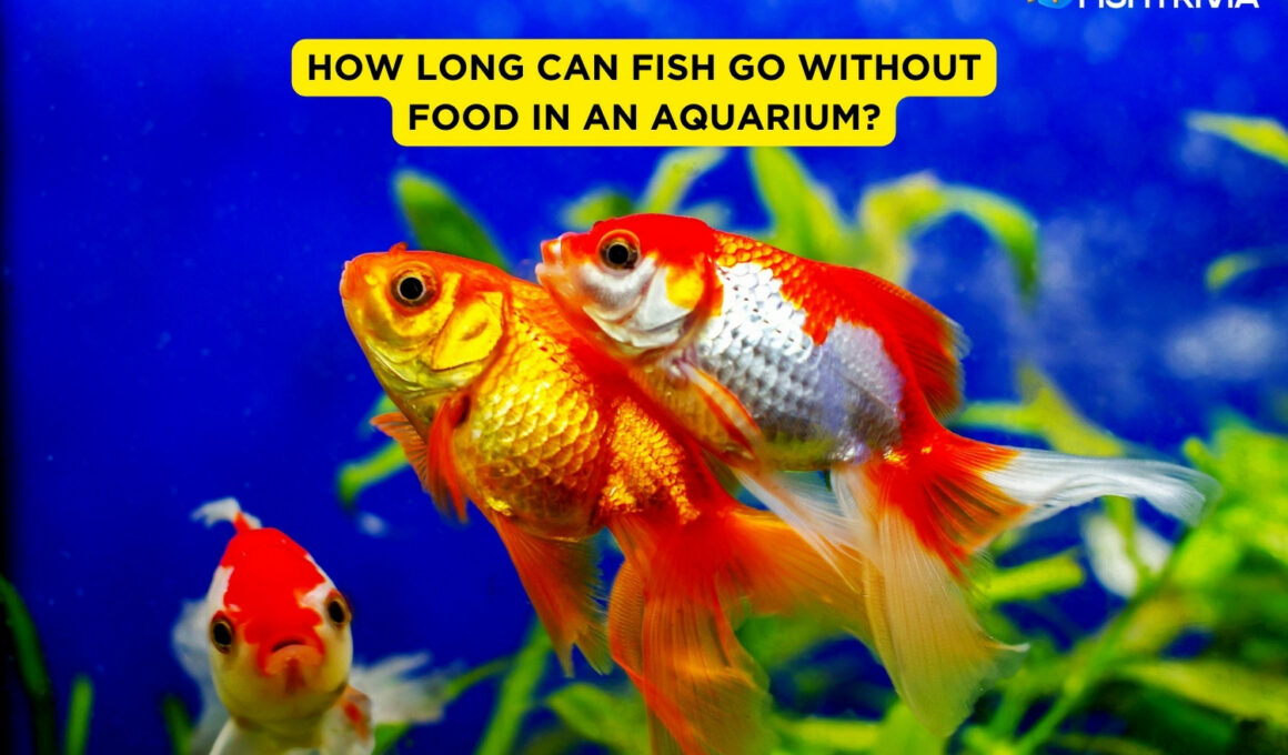How Long Can Fish Go Without Food in an Aquarium