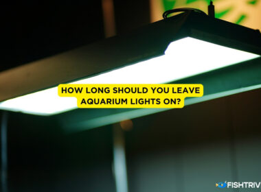 How Long Should You Leave Aquarium Lights On