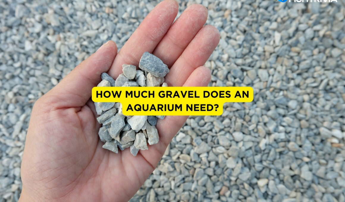 How Much Gravel Does An Aquarium Need