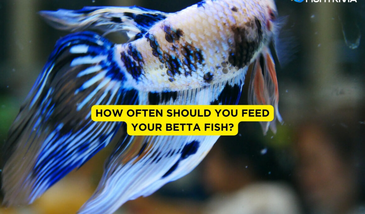 How Often Should You Feed Your Betta Fish