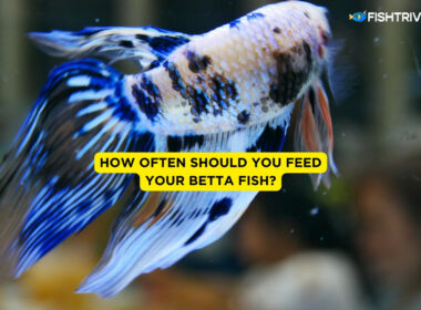 How Often Should You Feed Your Betta Fish