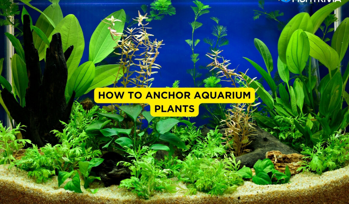 How To Anchor Aquarium Plants