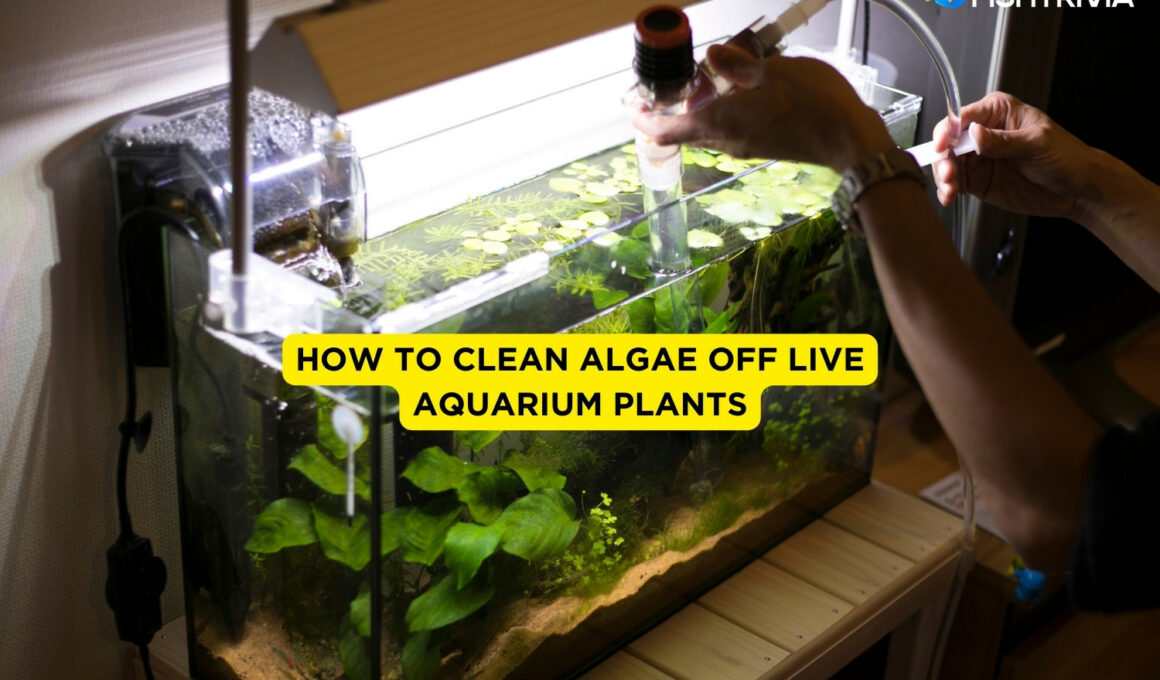 How To Clean Algae off Live Aquarium Plants