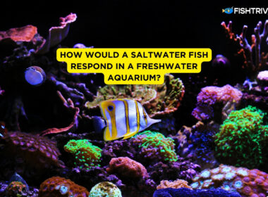 How Would a Saltwater Fish Respond in a Freshwater Aquarium