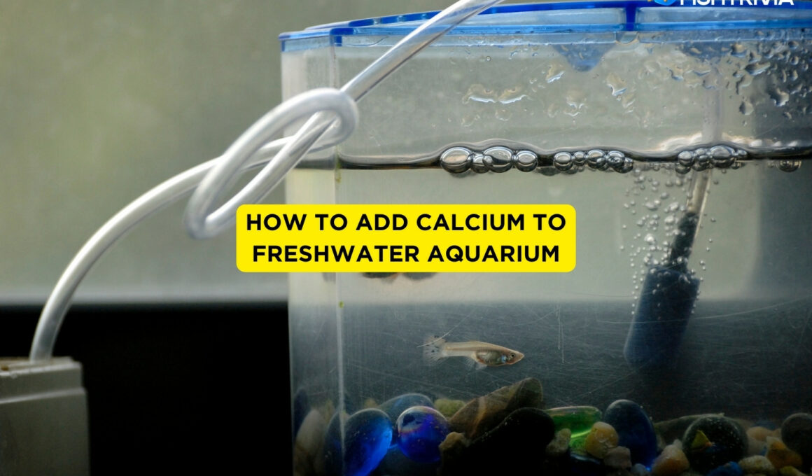 How to Add Calcium to Freshwater Aquarium