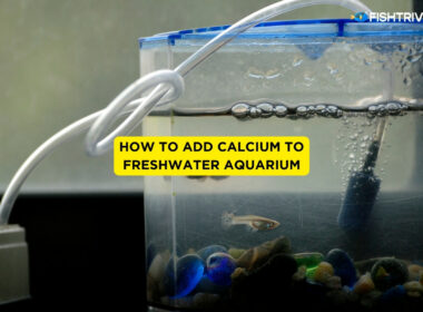 How to Add Calcium to Freshwater Aquarium