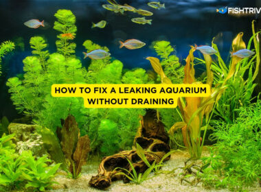 How to Fix a Leaking Aquarium Without Draining